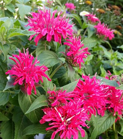 Bee Balm Balmy™ Rose